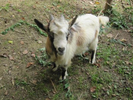 Ansambel Štirje kovači s prijatelji na obisku v Razkriškem kotu, 20.9.2014 5